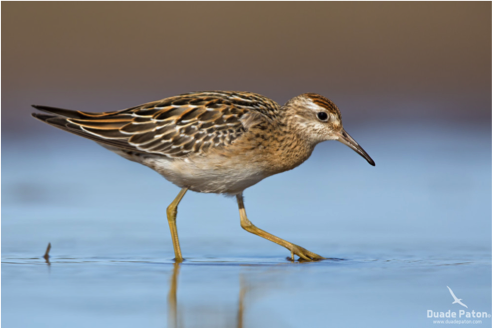 A Sharp-tailed Sandpiper foraging for food.